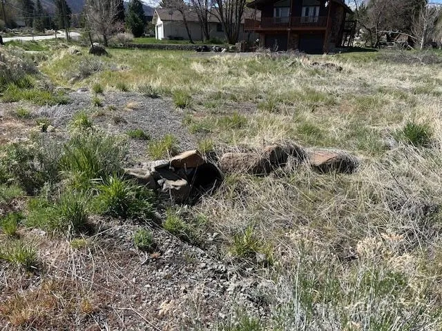 a view of a yard with large trees