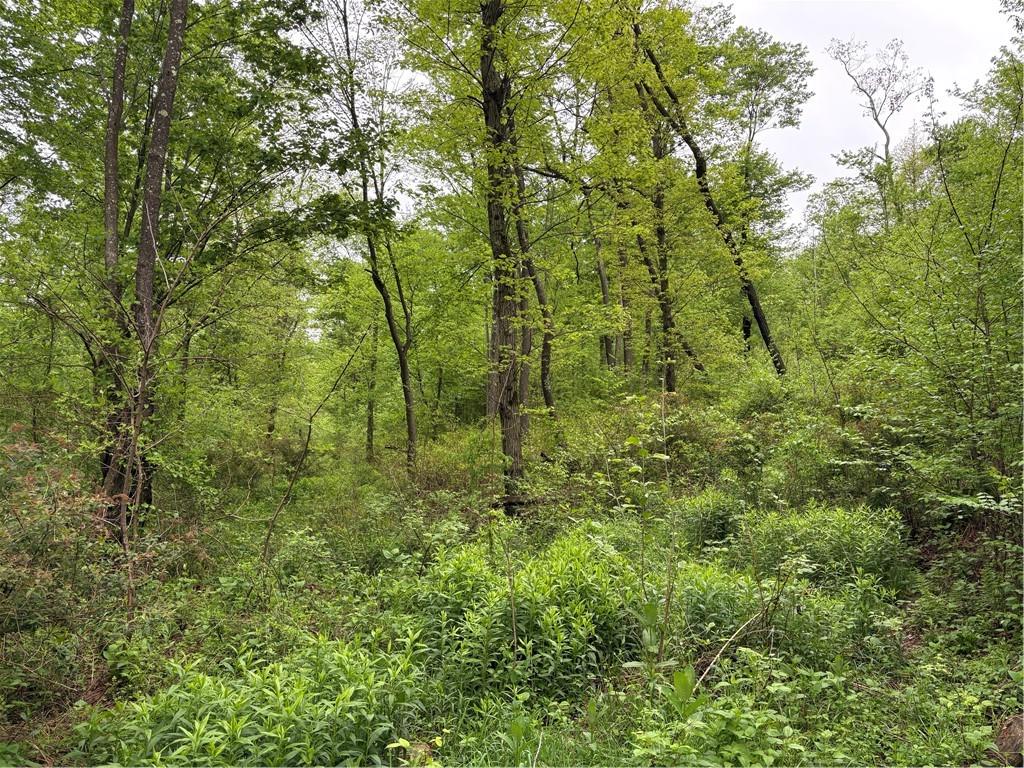 Lot 4 Cranberry Road Confluence, PA 15424 - Photo 9 of 12 a view of a lush green forest