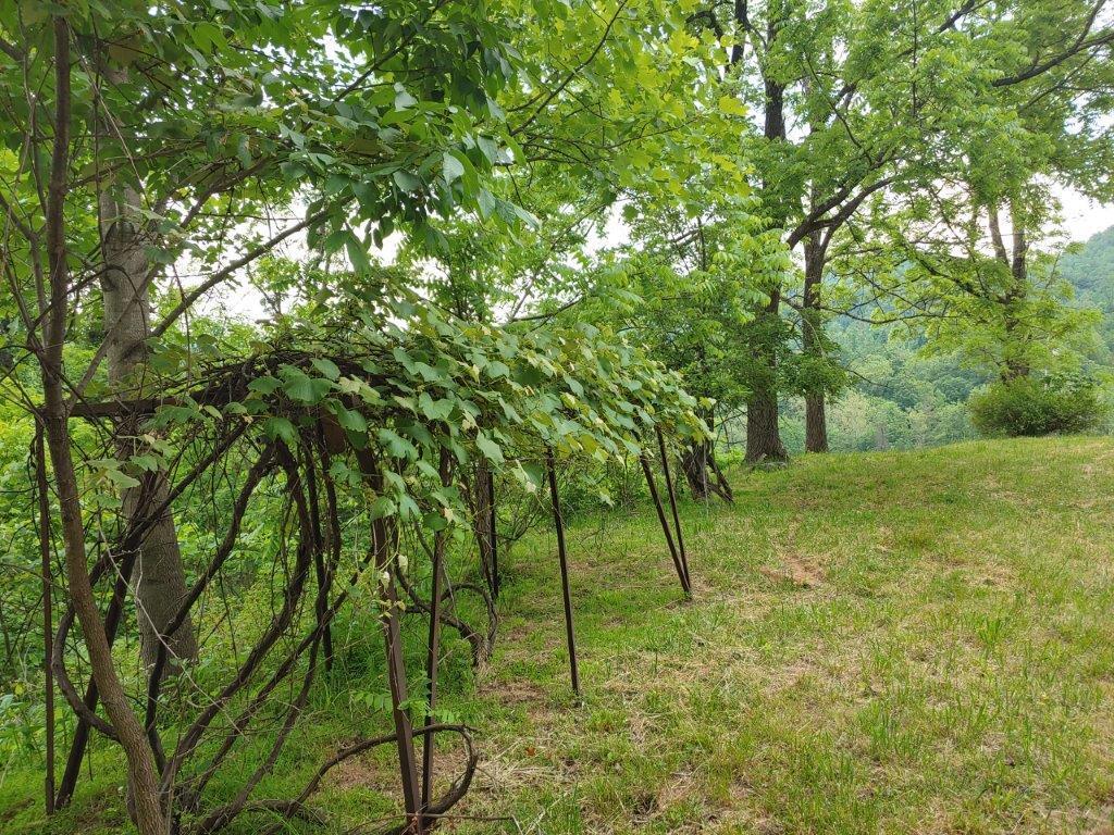 3510 5 Mile Mountain Road Callaway, VA 24067 - Photo 14 of 36 0524211345_HDR