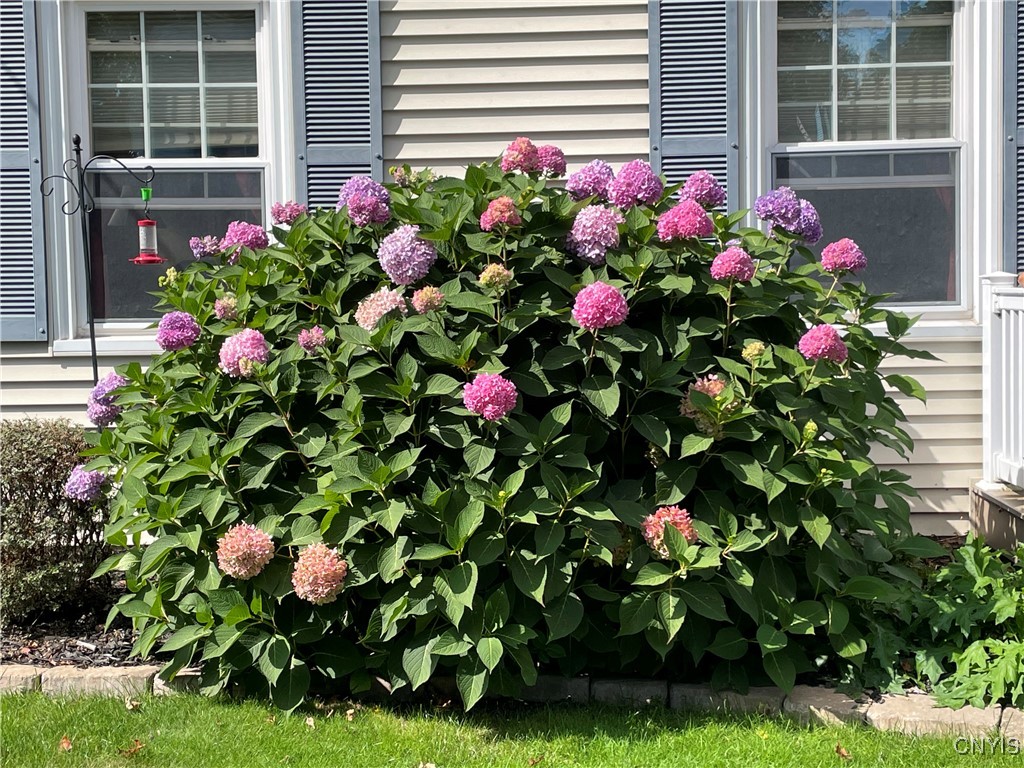 430 Sylvan Street Oneida, NY 13421 - Photo 35 of 50 Hydrangea