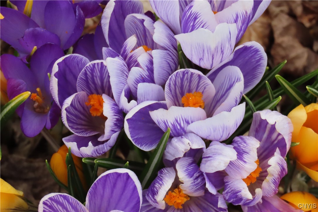 430 Sylvan Street Oneida, NY 13421 - Photo 36 of 50 Crocuses-back corner