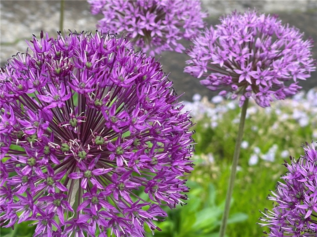 430 Sylvan Street Oneida, NY 13421 - Photo 37 of 50 Allium-in flowerbed in back corner of lot