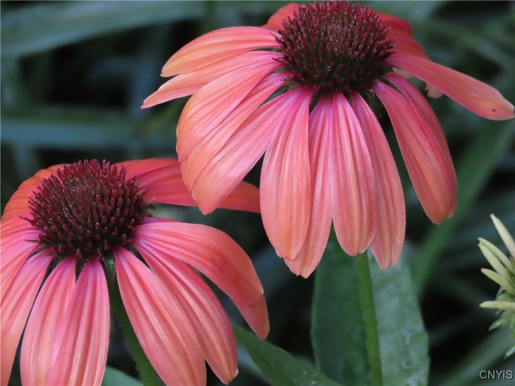 430 Sylvan Street Oneida, NY 13421 - Photo 38 of 50