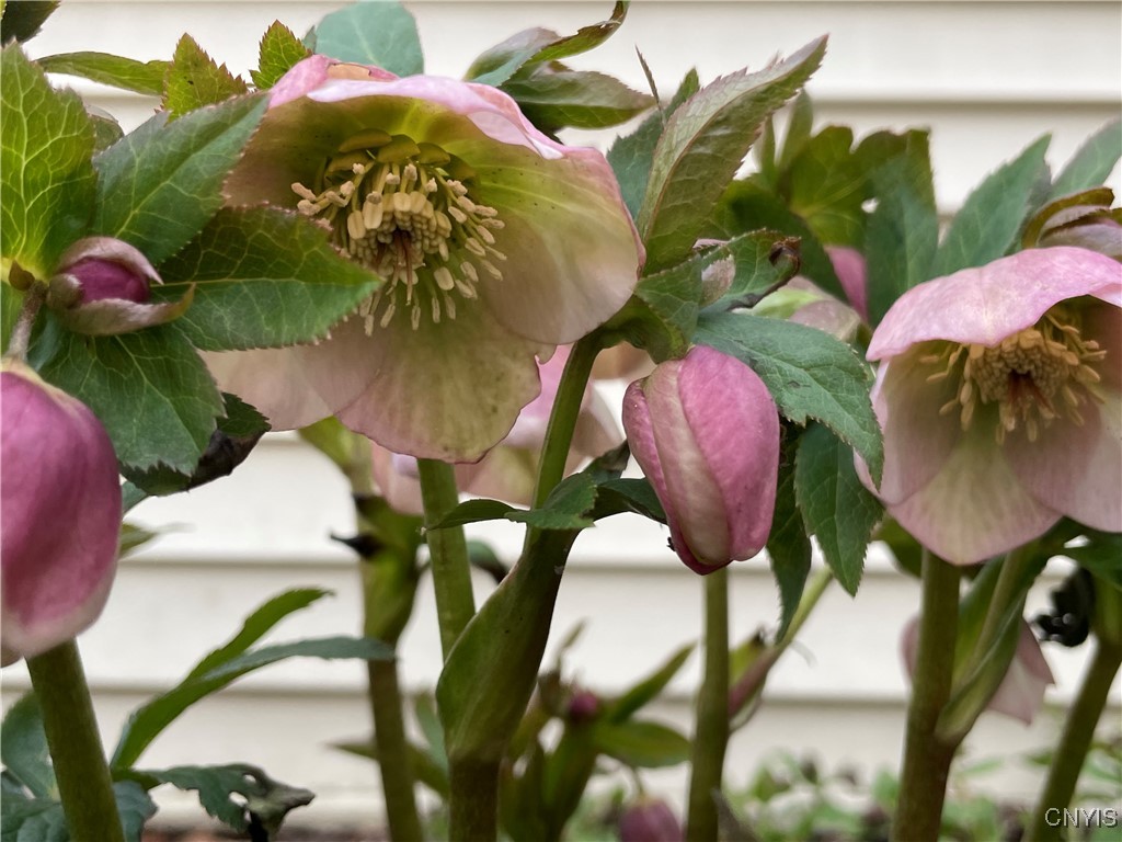 430 Sylvan Street Oneida, NY 13421 - Photo 39 of 50 Hellebores-flowerbed under the window by driveway