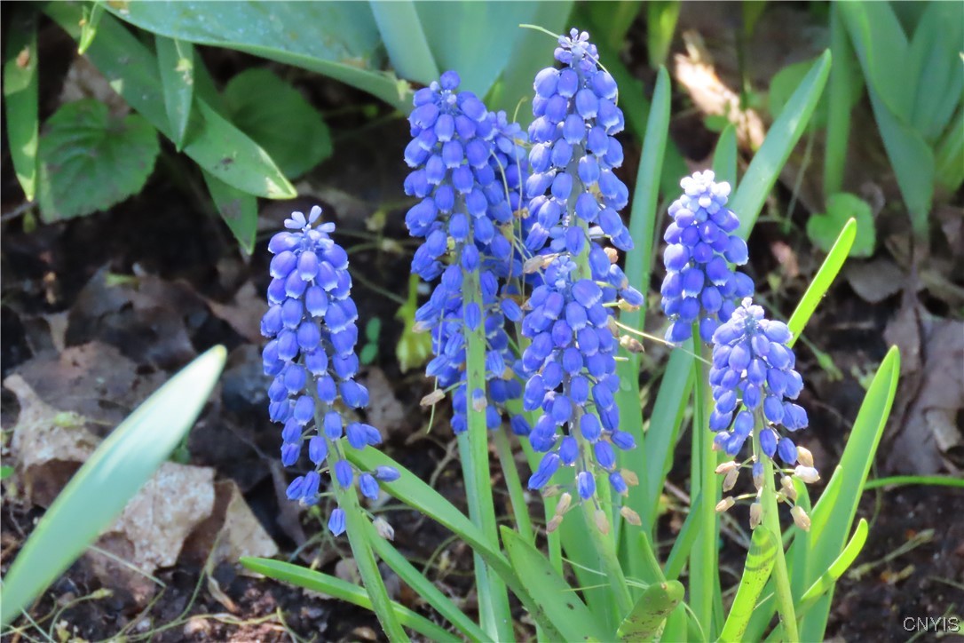 430 Sylvan Street Oneida, NY 13421 - Photo 40 of 50