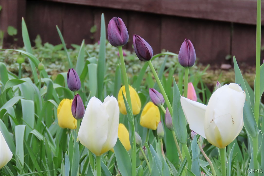 430 Sylvan Street Oneida, NY 13421 - Photo 41 of 50 Tulips