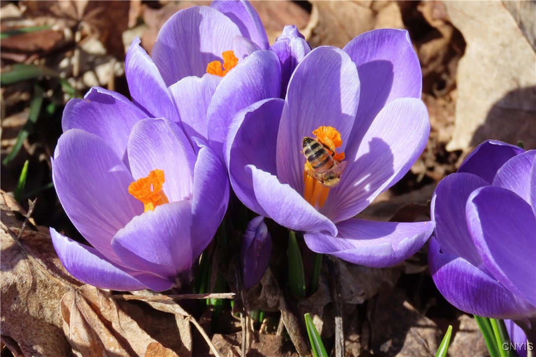 430 Sylvan Street Oneida, NY 13421 - Photo 42 of 50