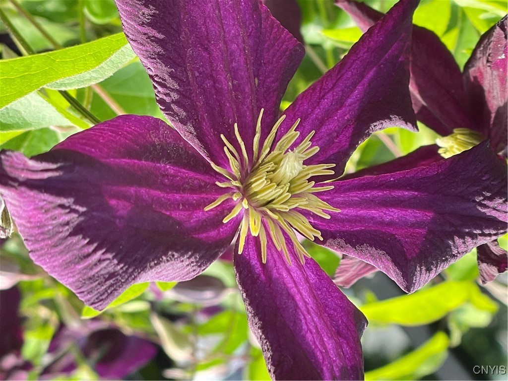 430 Sylvan Street Oneida, NY 13421 - Photo 44 of 50 Clematis-in front of large shrub along driveway by