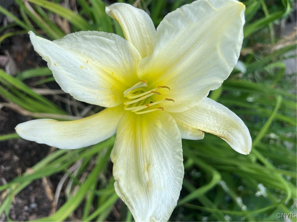 430 Sylvan Street Oneida, NY 13421 - Photo 45 of 50 Day Lilies-driveway flowerbed