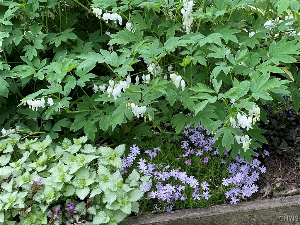 430 Sylvan Street Oneida, NY 13421 - Photo 46 of 50 White Bleeding Heart