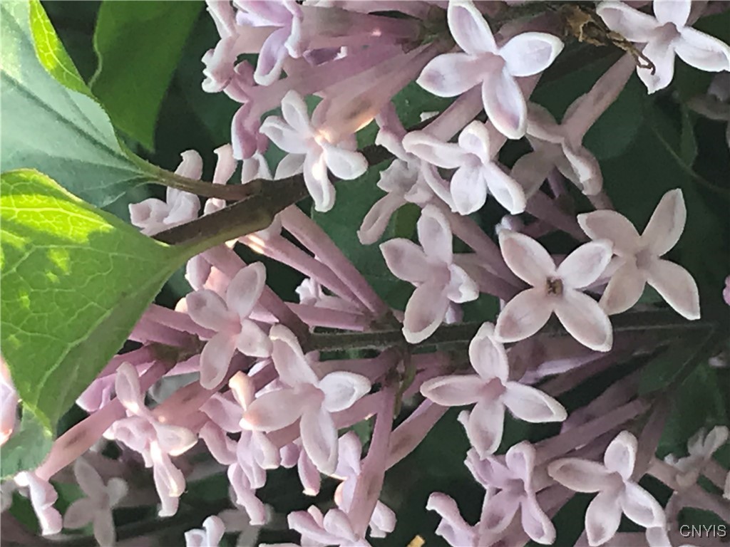 430 Sylvan Street Oneida, NY 13421 - Photo 47 of 50 Miniature Lilac-along left side of back yard