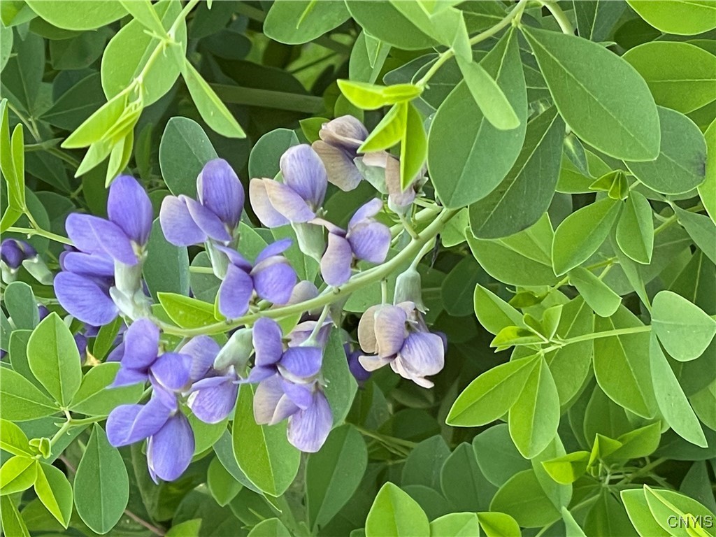 430 Sylvan Street Oneida, NY 13421 - Photo 48 of 50 Baptisia-along front porch