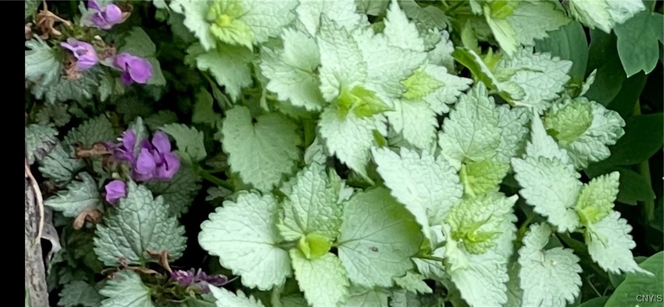 430 Sylvan Street Oneida, NY 13421 - Photo 49 of 50 Dead Nettle in front and back landscape