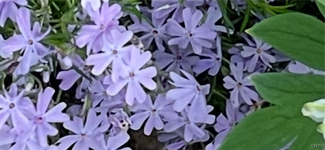 430 Sylvan Street Oneida, NY 13421 - Photo 50 of 50 Phlox-under bleeding heart & in bed along driveway