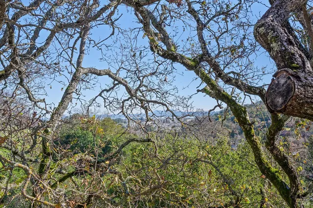 a yard with tall trees