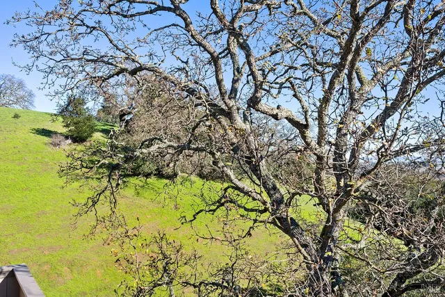 a backyard of a building with large tree