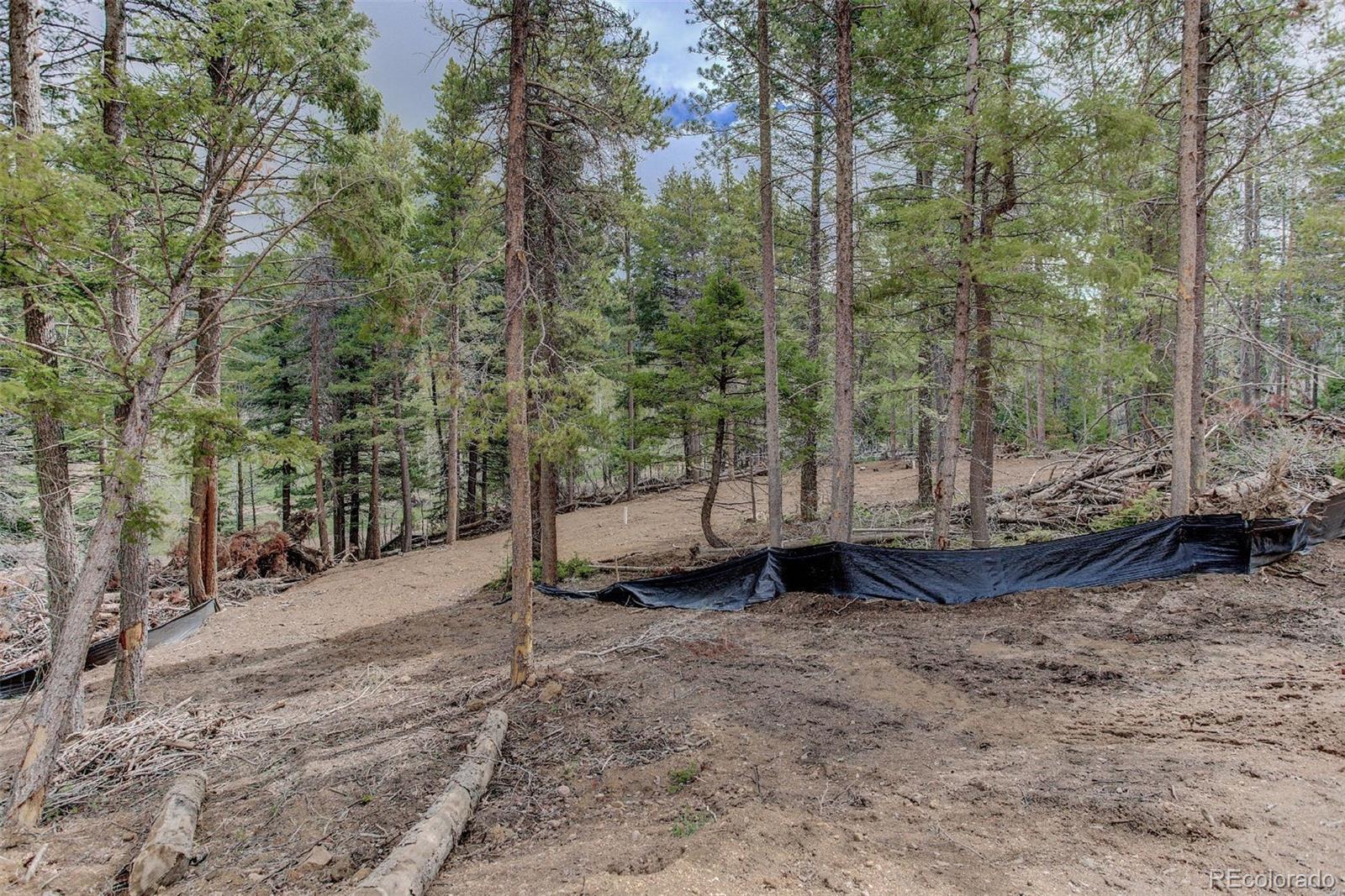 19684 Silver Ranch Road Conifer, CO 80433 - Photo 14 of 18 a view of a forest with trees