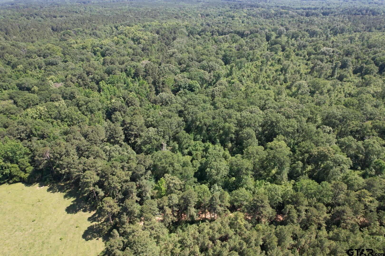 Tbd-g County Road 4021 Timpson, TX 75975 - Photo 3 of 6 a view of a forest with a street