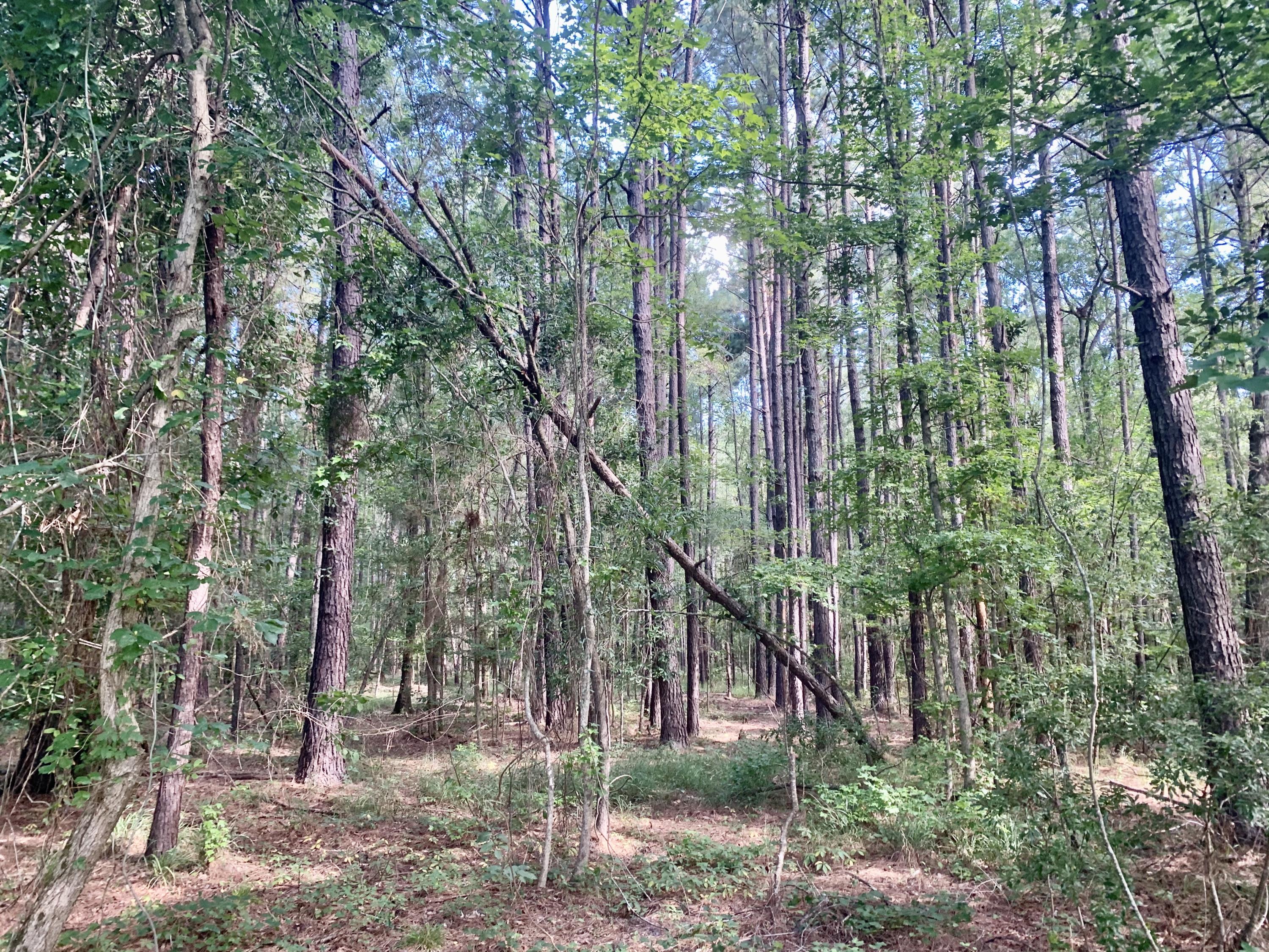 3630 Cross Swamp Road Islandton, SC 29929 - Photo 14 of 21 FBA0BFE3-10CE-4C65-99E0-486A7BC77515