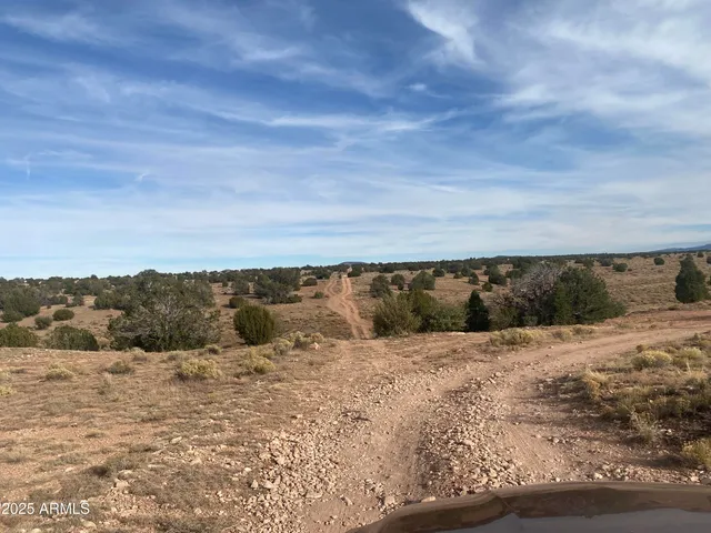 a view of a dry yard with a large tree