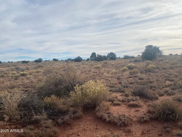 a view of a dry yard with lots of trees