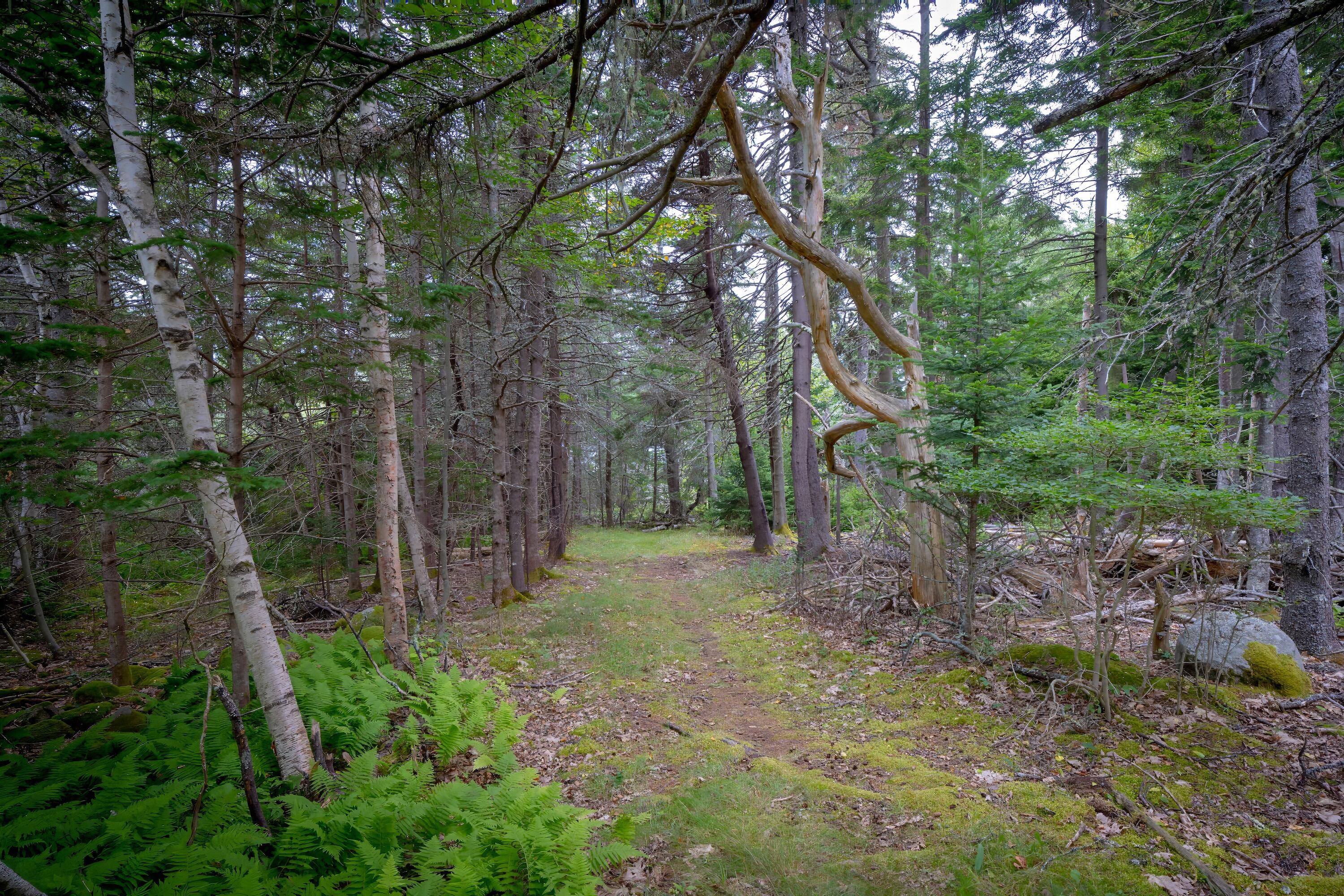 163 Back Road Brooklin, ME 04616 - Photo 70 of 132 164backroad - 78