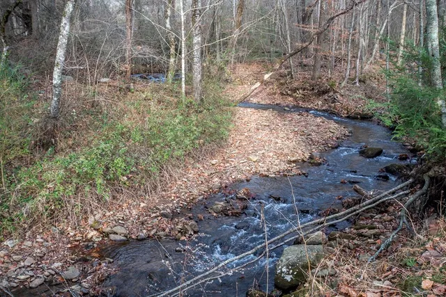 a view of a forest filled with trees