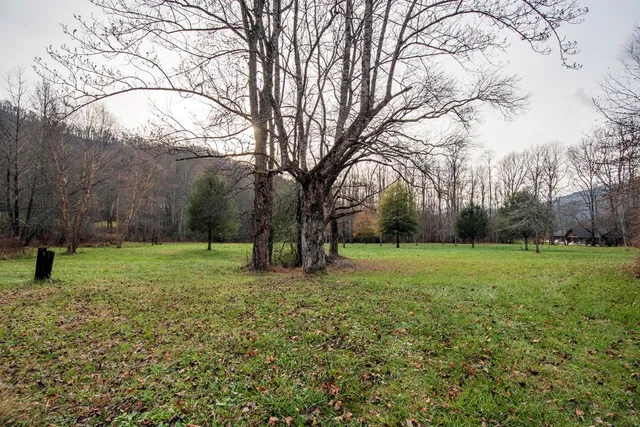 a view of backyard with tree