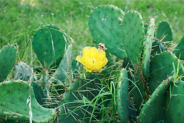 $285,000 | 101 County Road 101 Road, Rogers, TX 76569