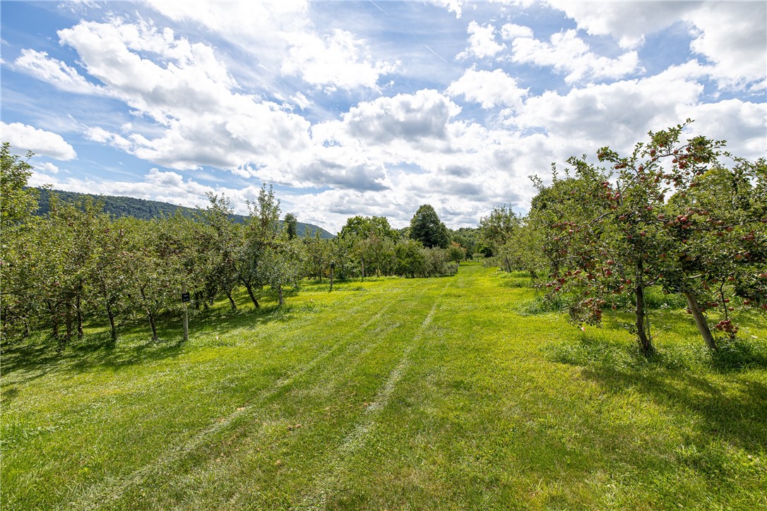 7780 Cold Springs Road Bath, NY 14810 - Photo 40 of 50 Mature fruit trees line the rolling green lawn under expansive blue skies.
