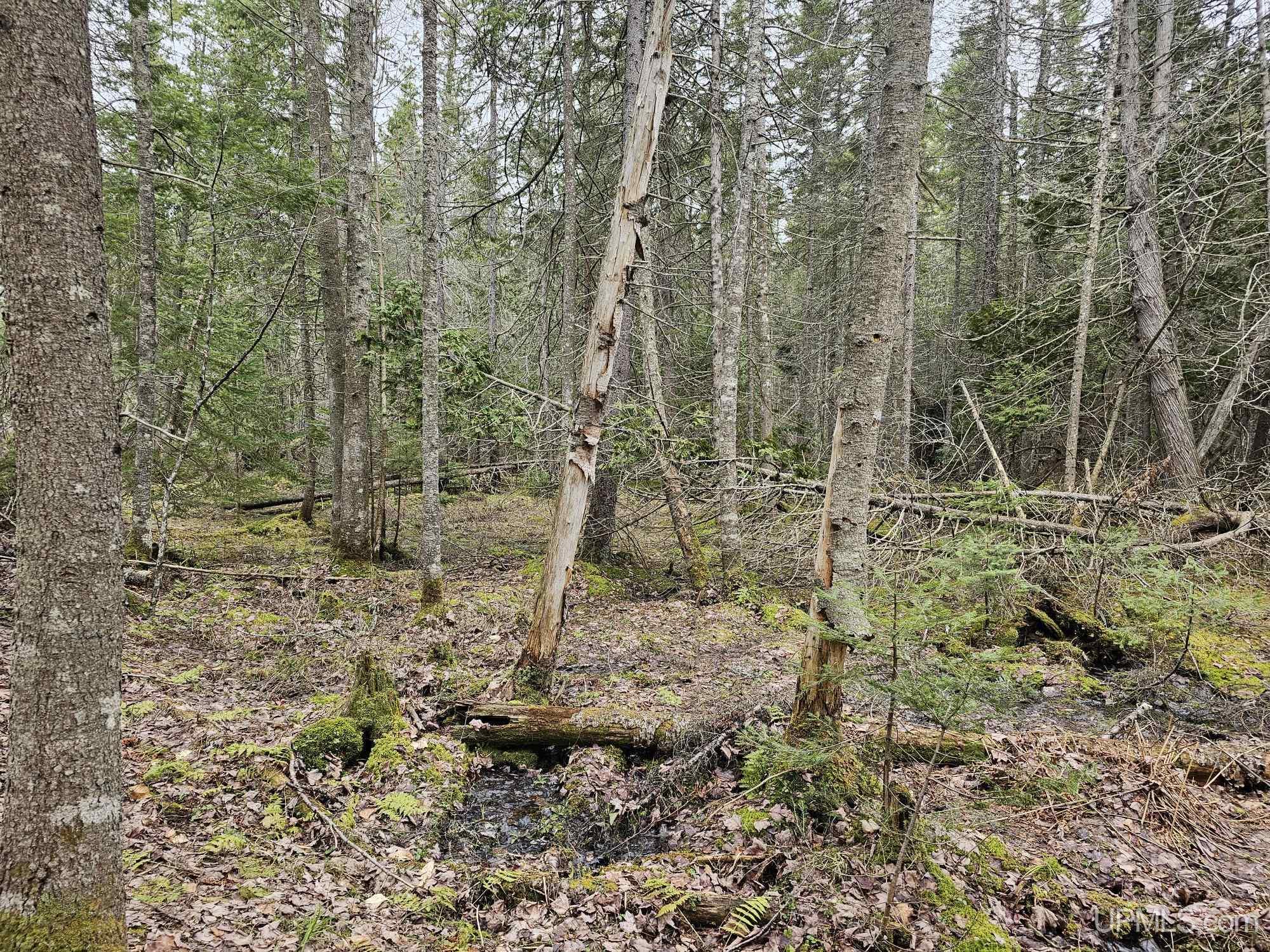 23 Camp 23 Road Germfask, MI 49836 - Photo 10 of 16