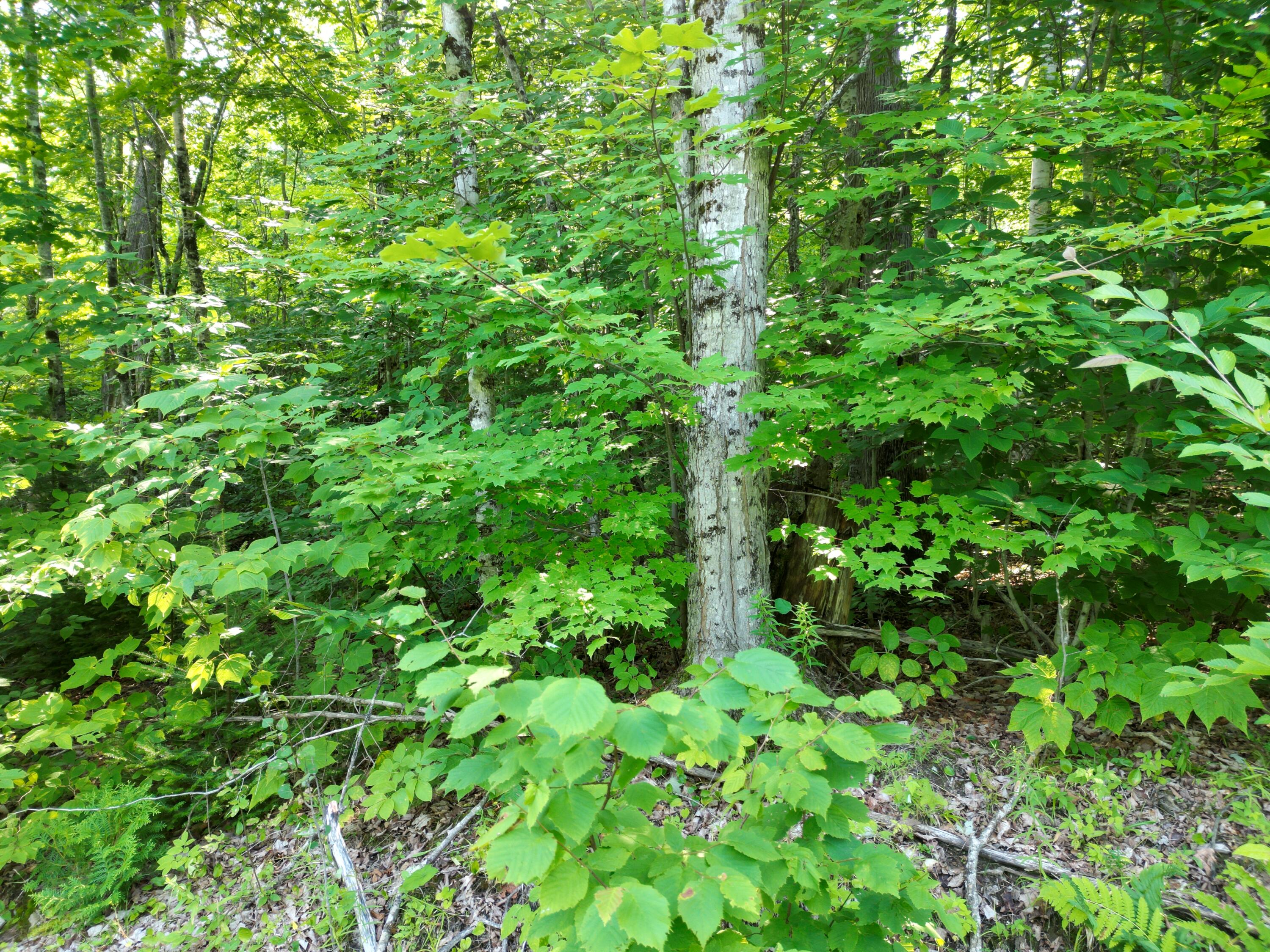 Lot 12 West Road Springfield, ME 04487 - Photo 4 of 12 DJI_0010