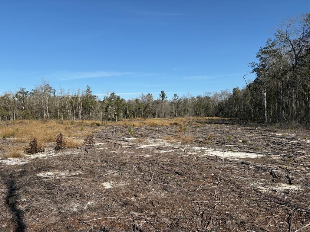 87 Highway 87 Samson, AL 36477 - Photo 31 of 47
