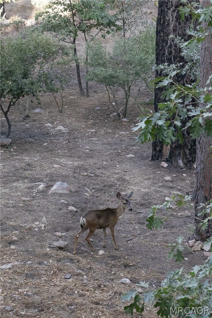 29535 Torrey Road Cedar Glen, CA 92321 - Photo 23 of 23 Gallery Image 23