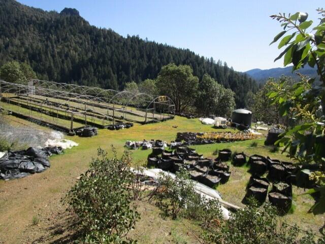 395 East Van Duzen Road Bridgeville, CA 95526 - Photo 19 of 19 a view of a backyard of the house