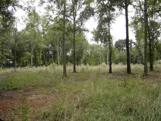 3981 Durbin Church Road Fountain Inn, SC 29644 - Photo 4 of 15