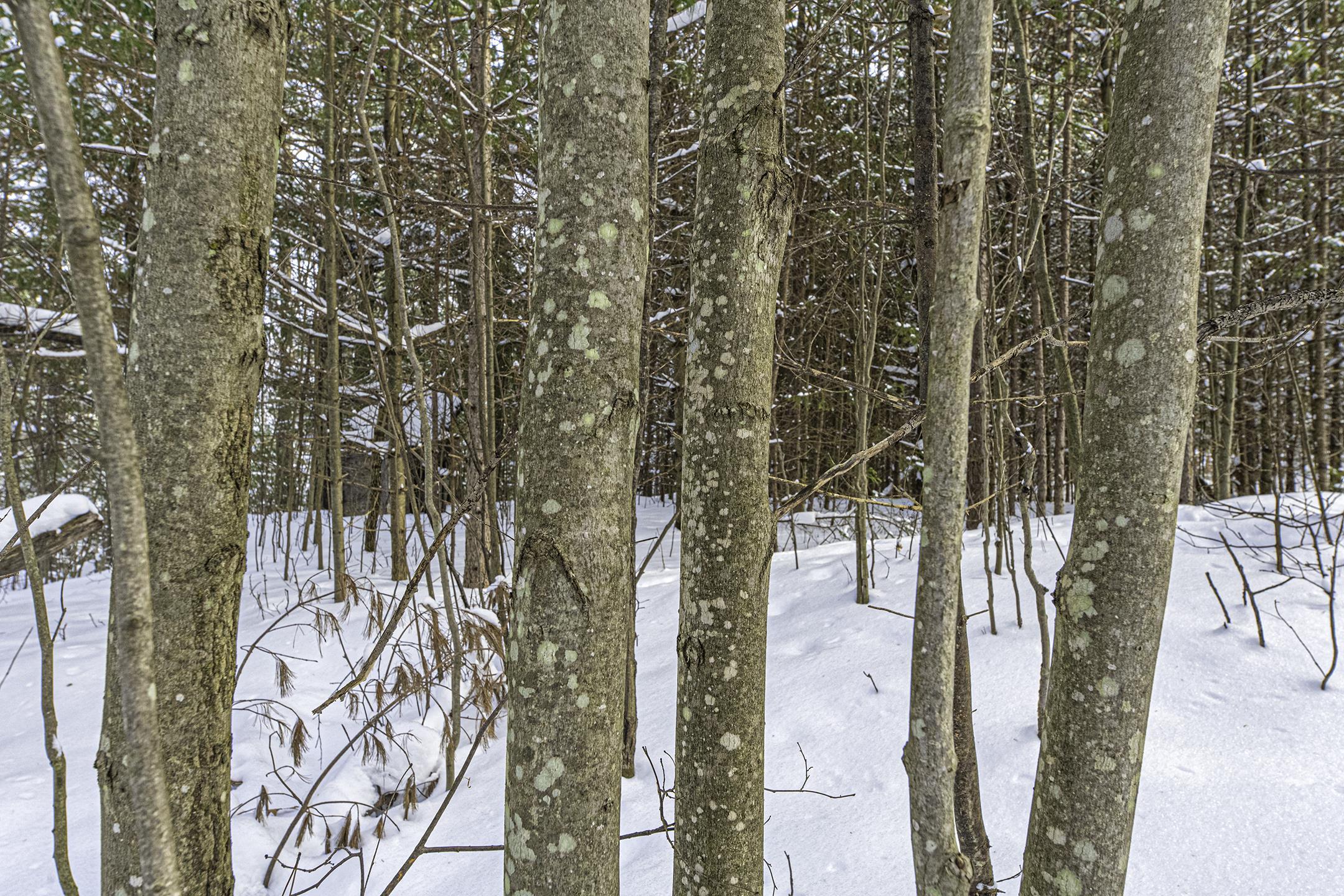 Clearview Court Hazelhurst, WI 54531 - Photo 49 of 61