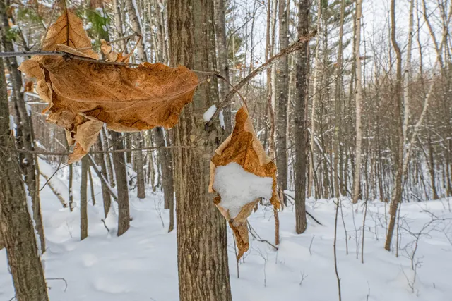 $249,900 | Clearview Court, Hazelhurst, WI 54531