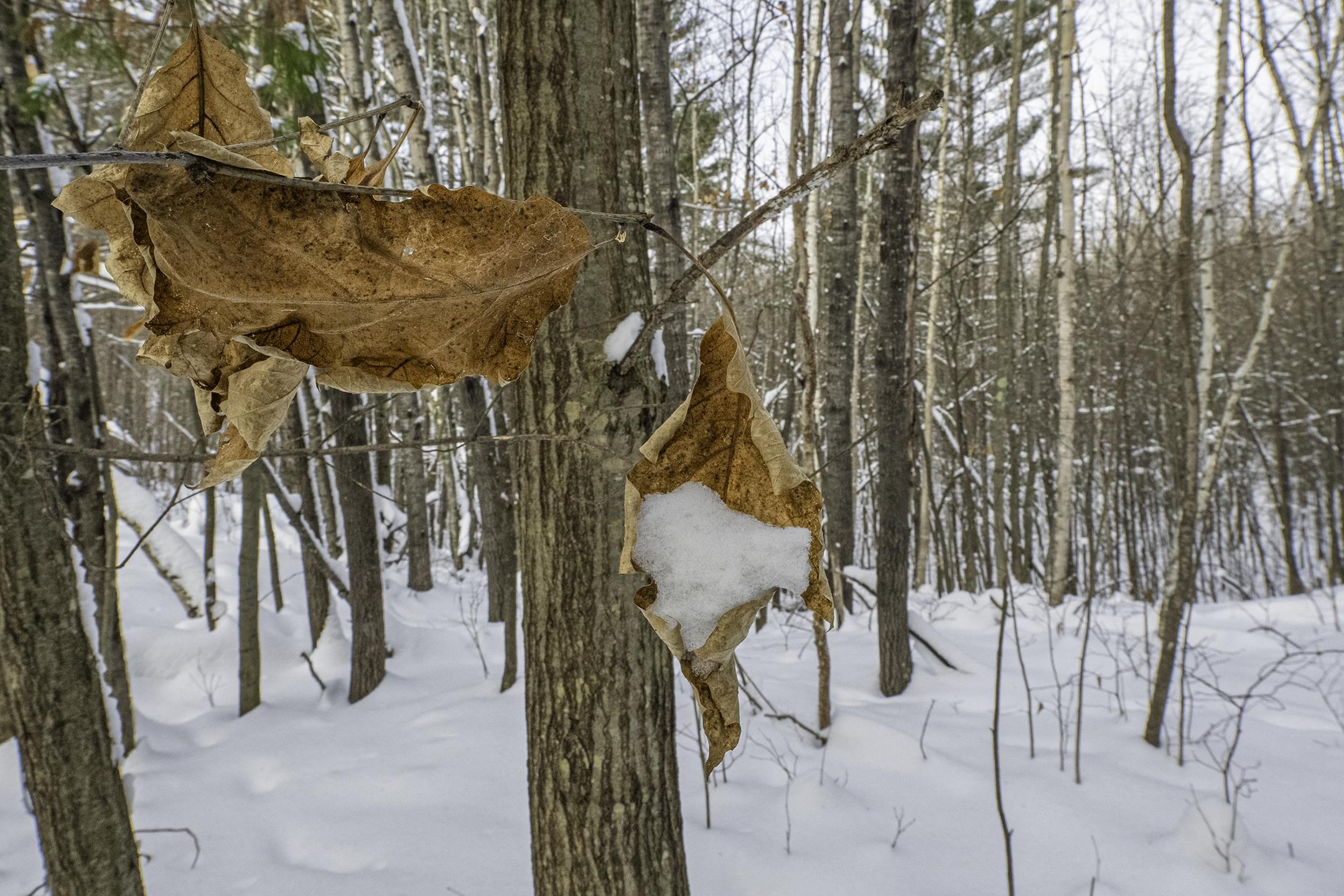 Clearview Court Hazelhurst, WI 54531 - Photo 53 of 61