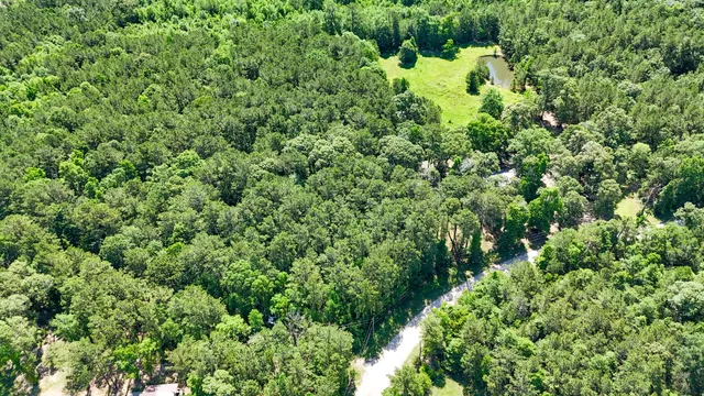 a view of a lush green forest