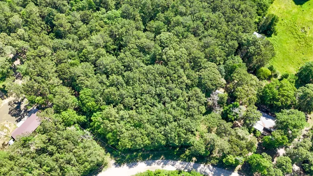 view of a lush green forest with lots of trees