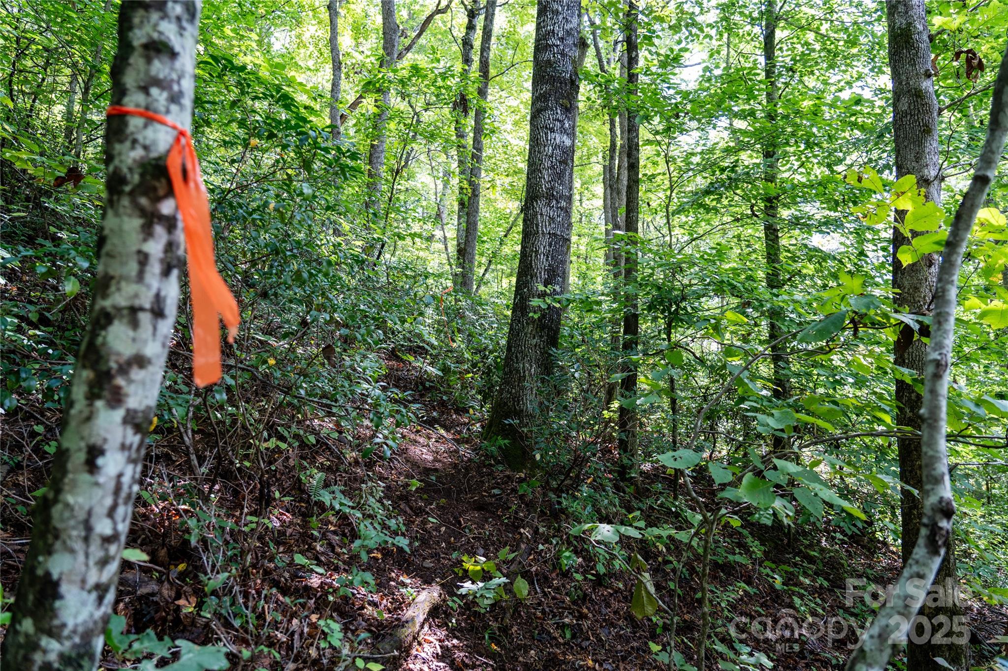 0 Cruso Road Canton, NC 28716 - Photo 16 of 33