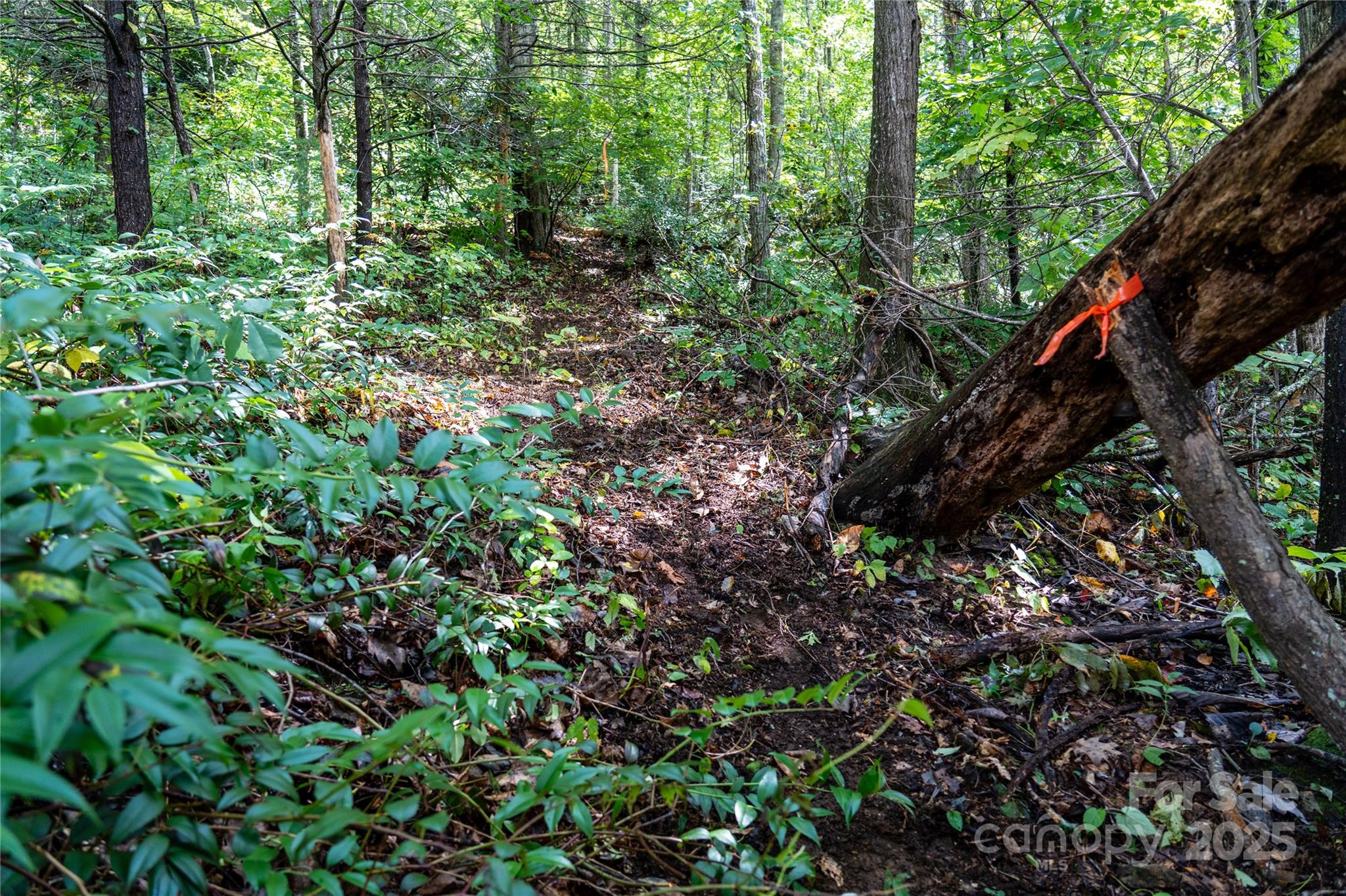 0 Cruso Road Canton, NC 28716 - Photo 17 of 33