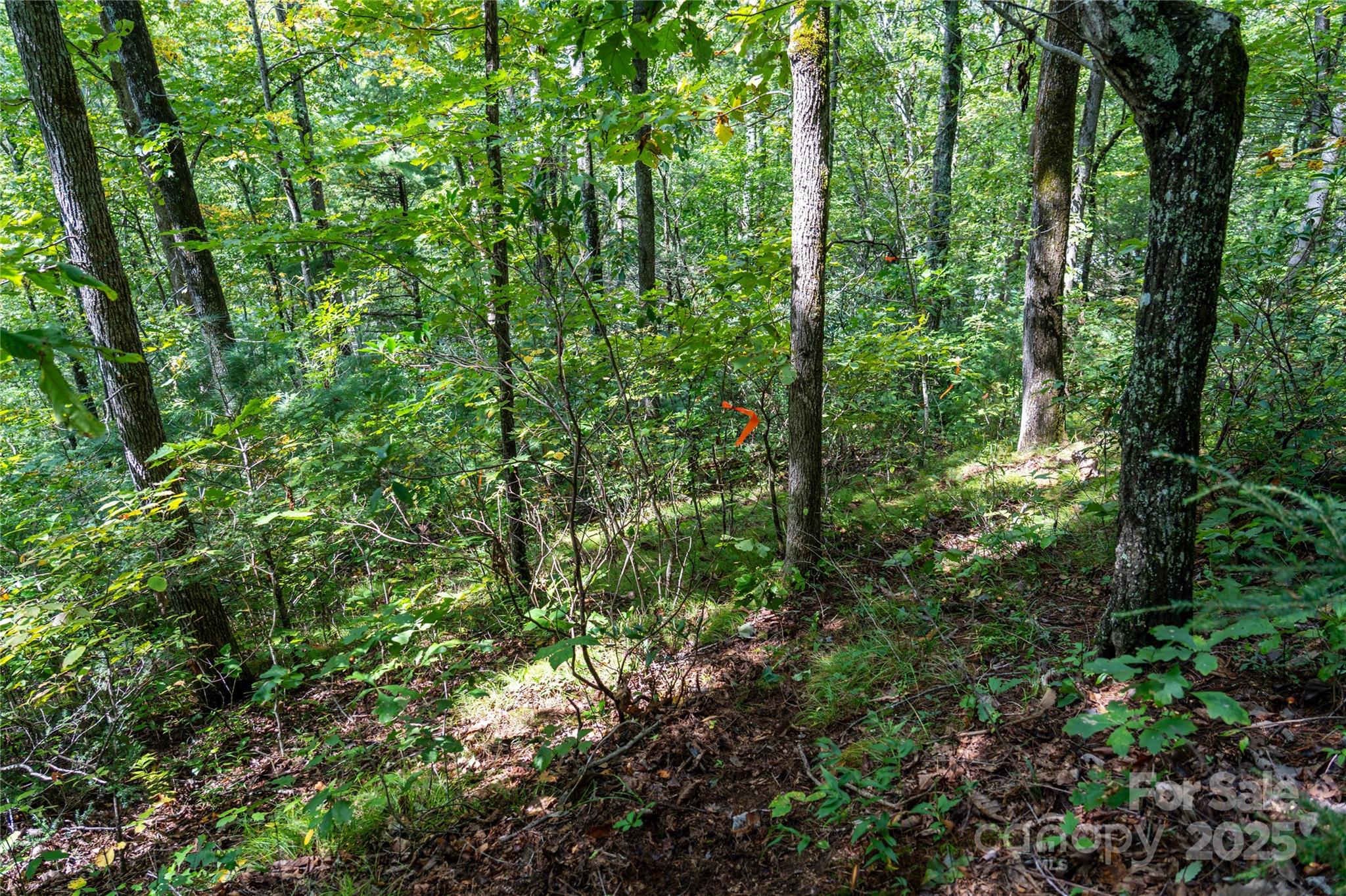 0 Cruso Road Canton, NC 28716 - Photo 20 of 33