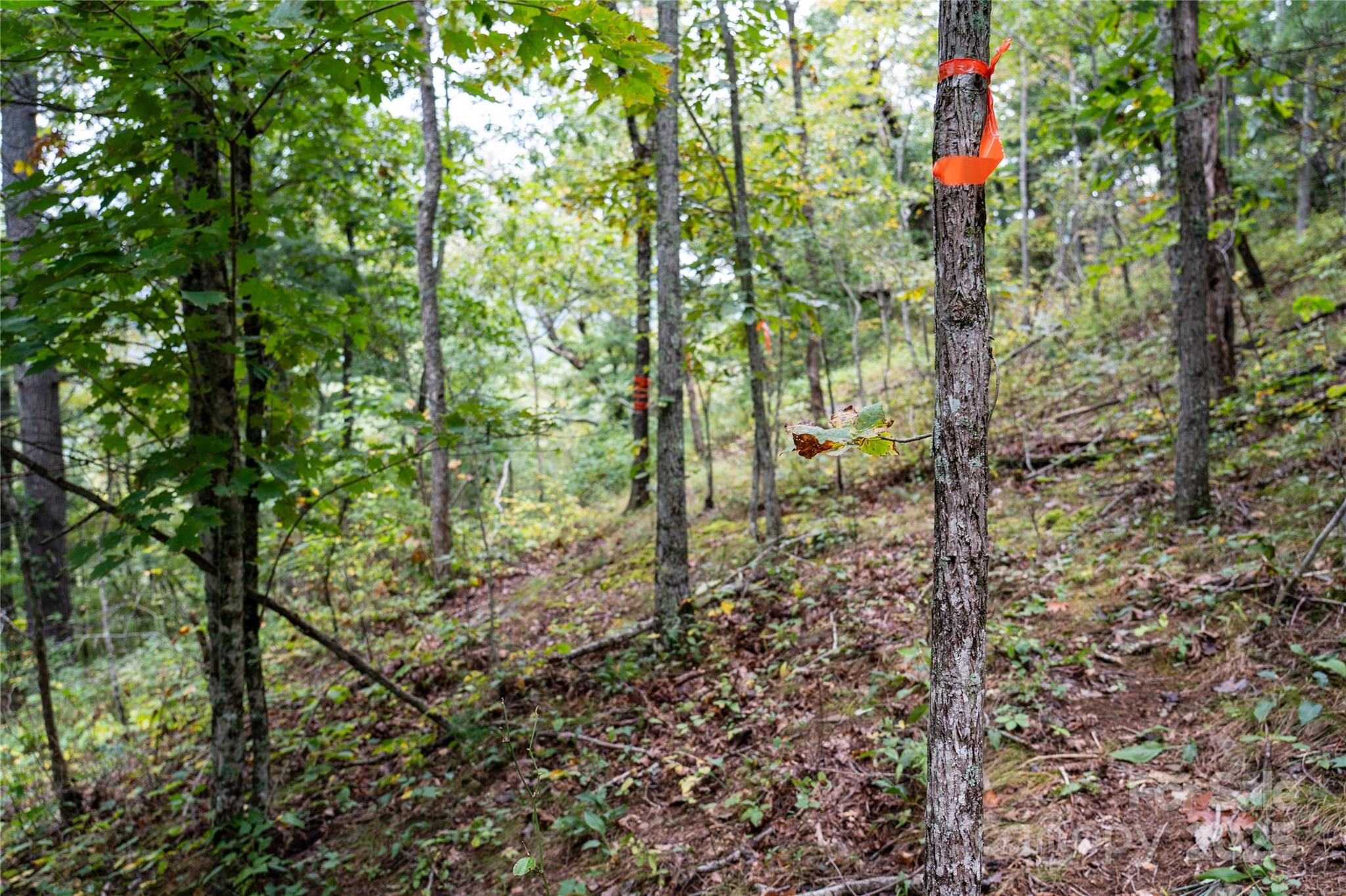 0 Cruso Road Canton, NC 28716 - Photo 21 of 33