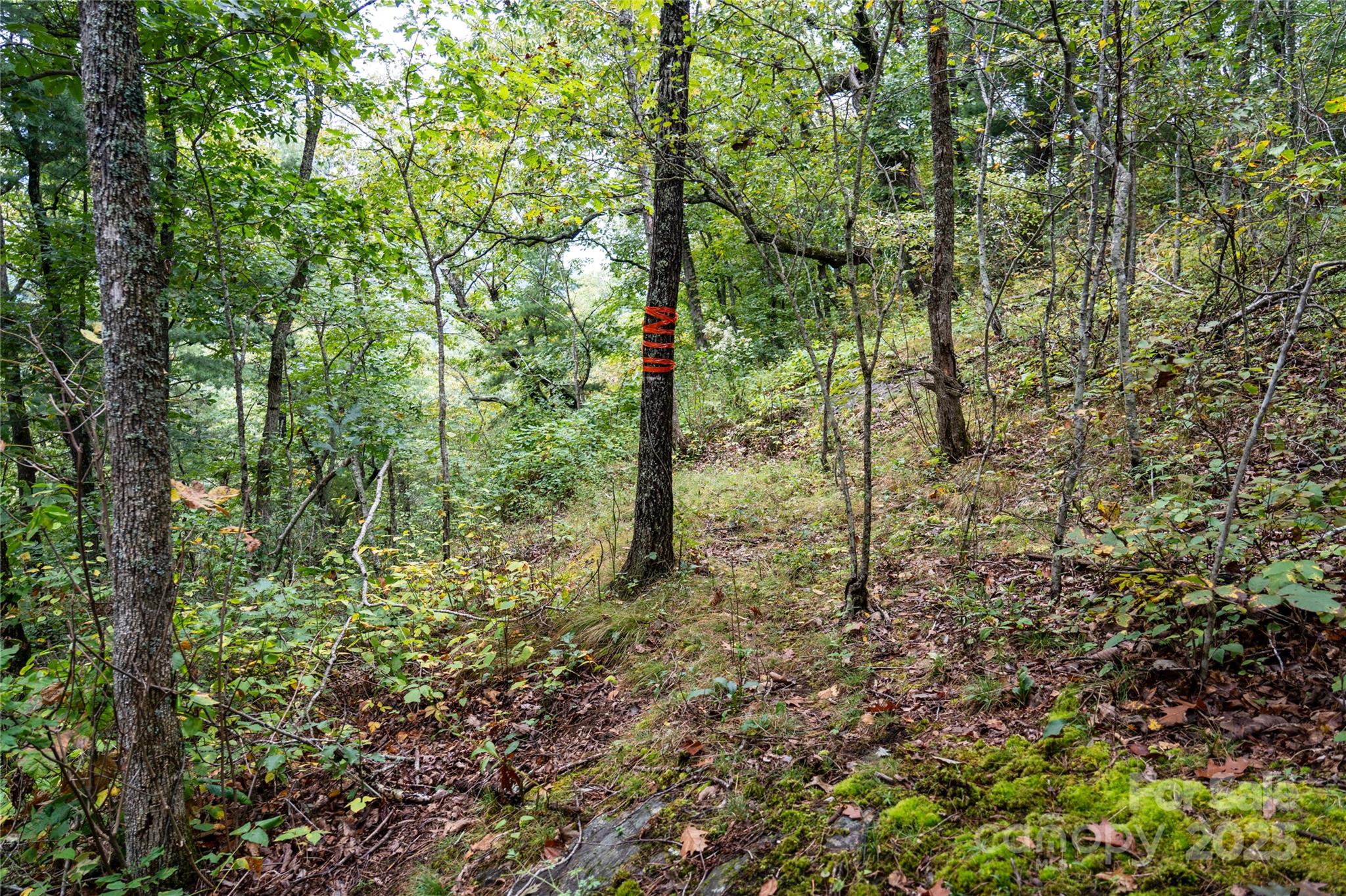 0 Cruso Road Canton, NC 28716 - Photo 22 of 33