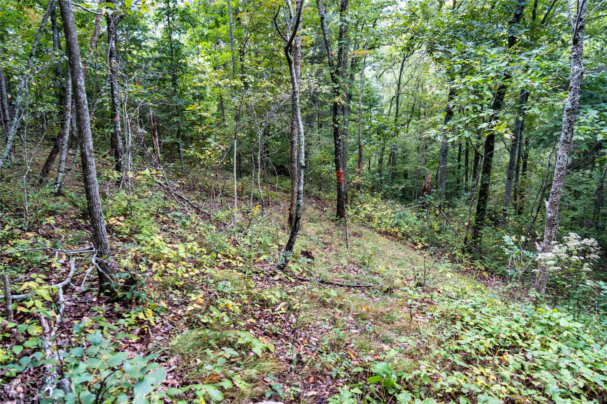 0 Cruso Road Canton, NC 28716 - Photo 23 of 33