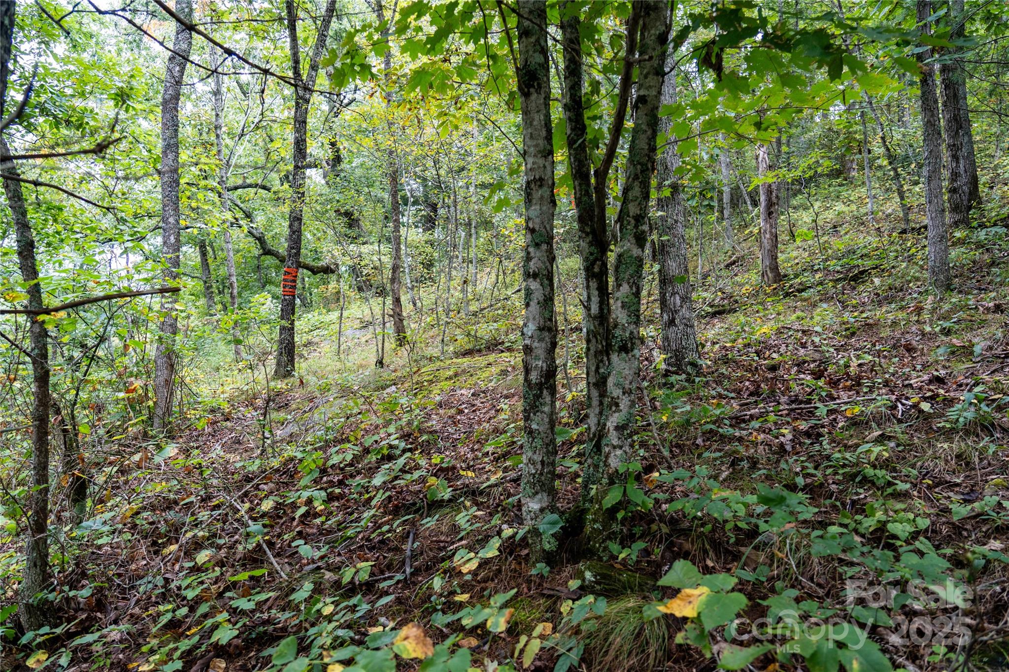 0 Cruso Road Canton, NC 28716 - Photo 24 of 33