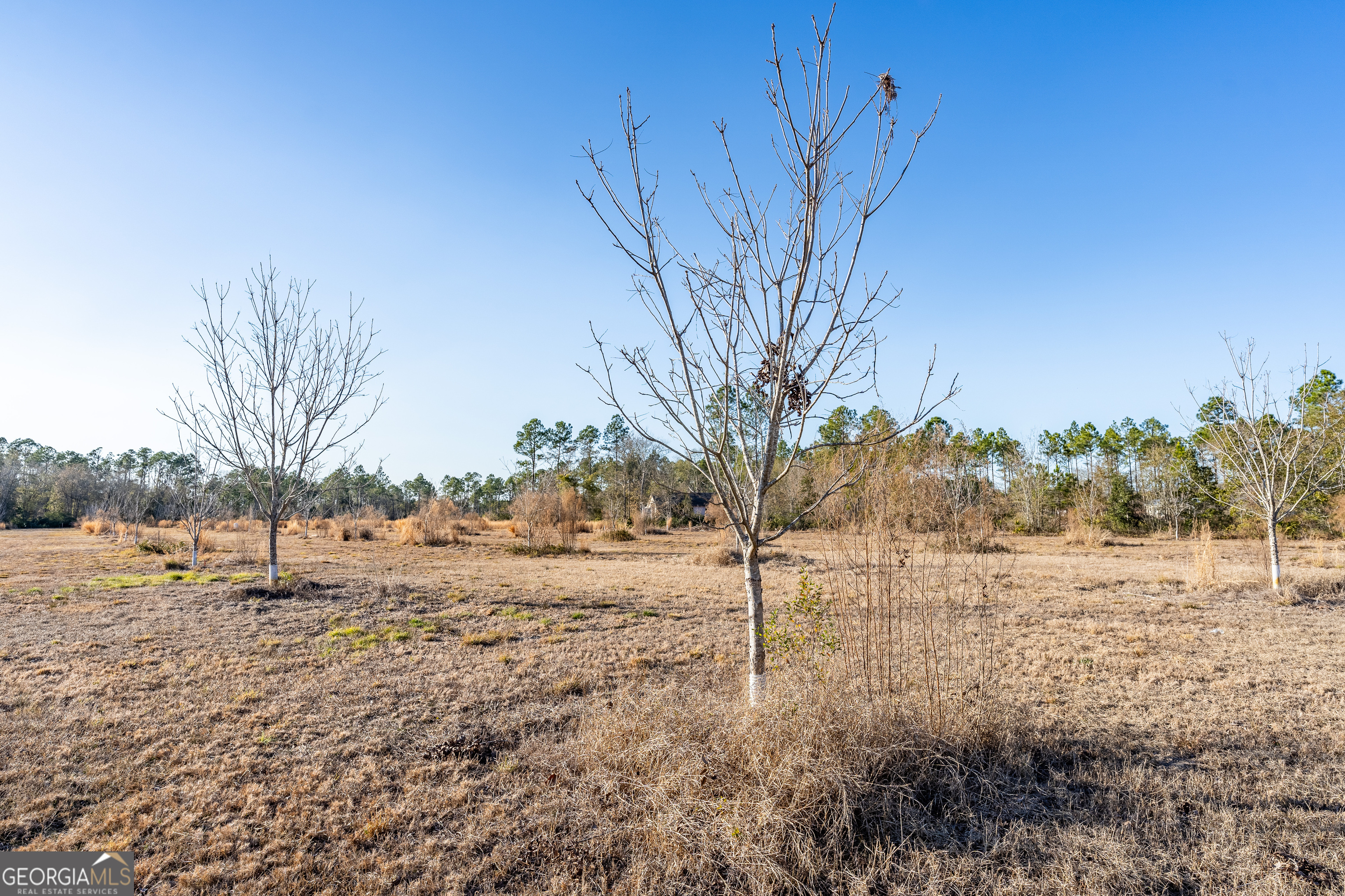 0 Moonshadow Road Homerville, GA 31634 - Photo 12 of 15 a view of dirt yard with a tree
