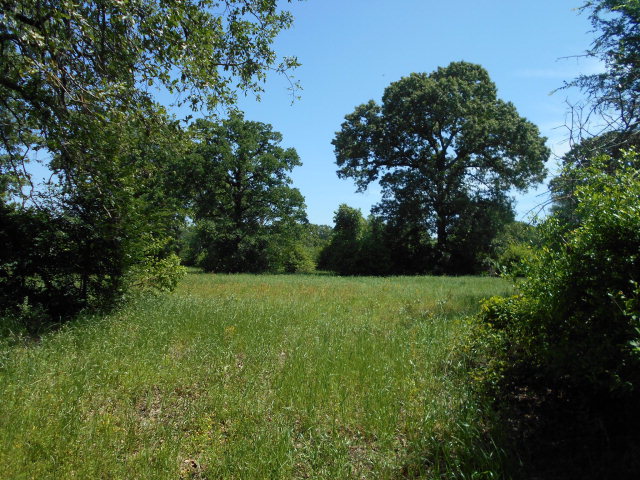 0 An County Road Montalba, TX 75853 - Photo 1 of 1